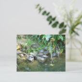 Carte Postale Terrapins, Giardini, Venise (Debout devant)