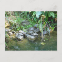 Terrapins, Giardini, Venise