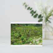 Carte Postale Terrasse de riz à Bali (Debout devant)
