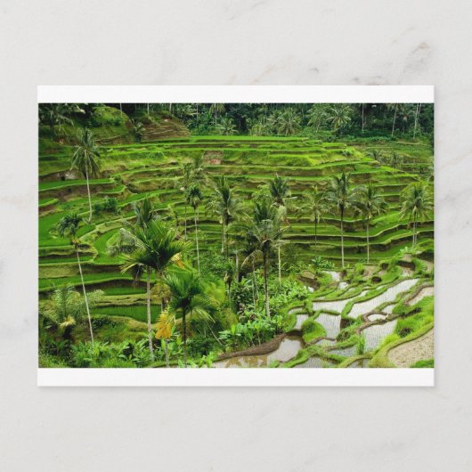 Carte Postale Terrasse de riz à Bali (Devant)