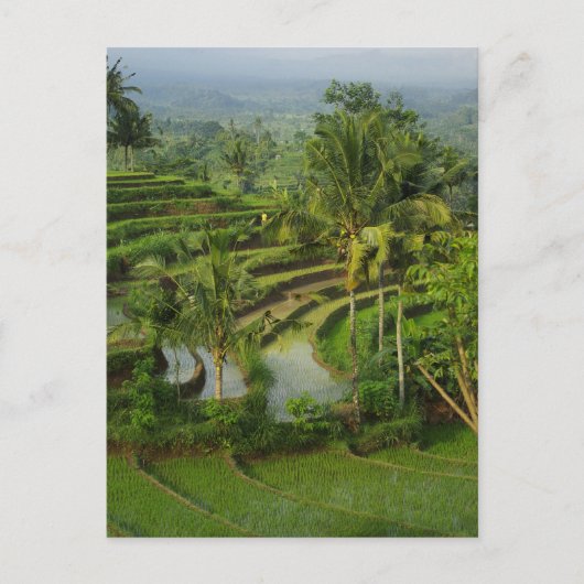 Carte Postale Terrasse Ricefield à Bali (Devant)