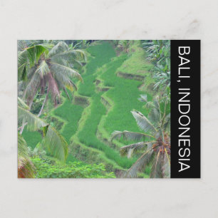 Carte Postale terrasses de riz bali