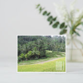 Carte Postale terrasses de riz débordantes (Debout devant)