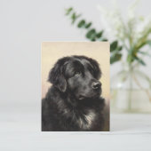 Carte postale Terre-Neuve (Debout devant)