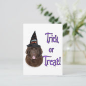 Carte Postale Terre-Neuve (brun) Trick (Debout devant)