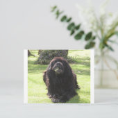 Carte Postale Terre-Neuve-et-Labrador (Debout devant)