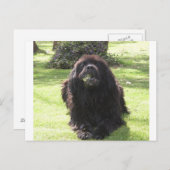 Carte Postale Terre-Neuve-et-Labrador (Devant / Derrière)