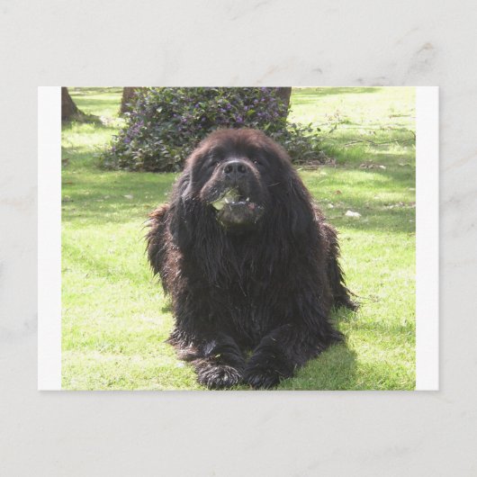 Carte Postale Terre-Neuve-et-Labrador (Devant)