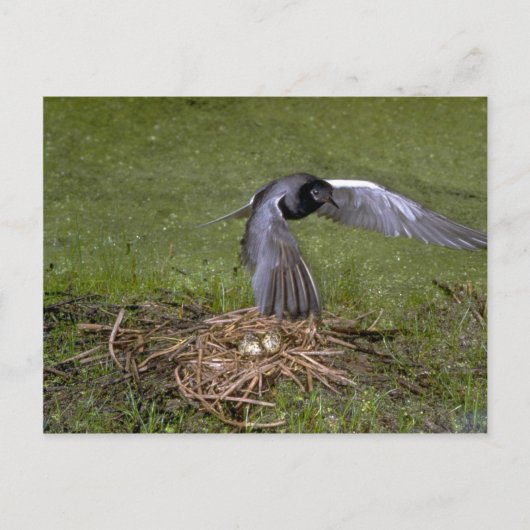 Carte Postale Terre noire survolant le nid (Devant)