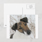Carte Postale terrier à fox lisse (Devant / Derrière)
