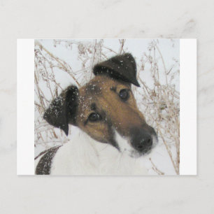 Carte Postale terrier à fox lisse