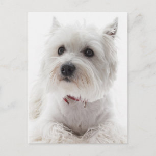 Carte Postale Terrier Adorable White West Highland
