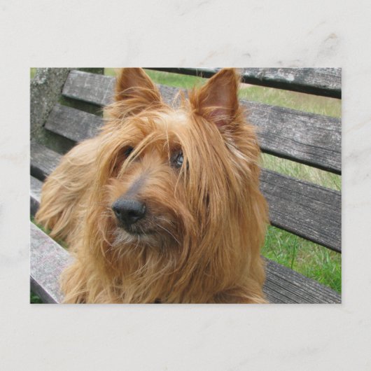 Carte Postale terrier australien sur banc.png (Devant)