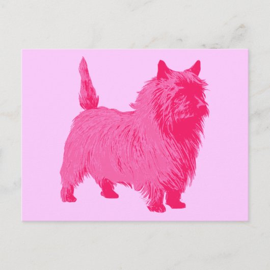 Carte Postale Terrier Cairn Rose (Devant)