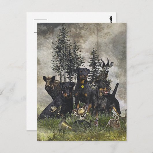 Carte Postale Terrier de chasse allemand (Jagdterrier) (Devant / Derrière)