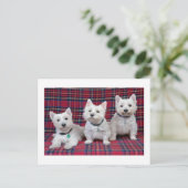 Carte Postale Terrier de West Highland (Debout devant)