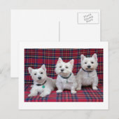 Carte Postale Terrier de West Highland (Devant / Derrière)