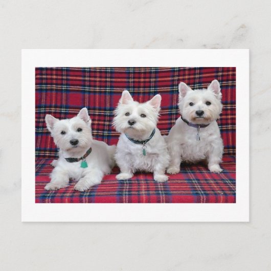 Carte Postale Terrier de West Highland (Devant)