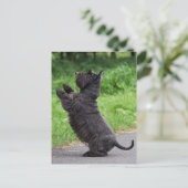 Carte Postale terrier écossais (Debout devant)