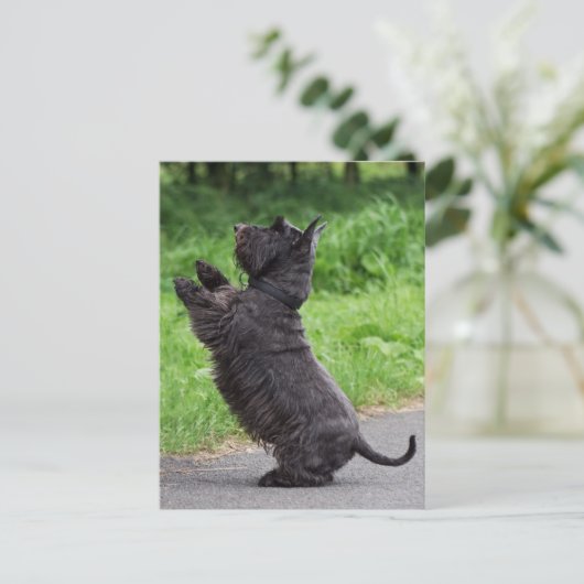 Carte Postale terrier écossais (Debout devant)