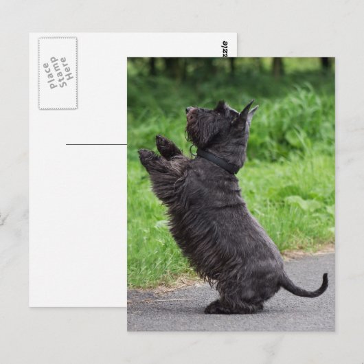 Carte Postale terrier écossais (Devant / Derrière)