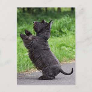 Carte Postale terrier écossais