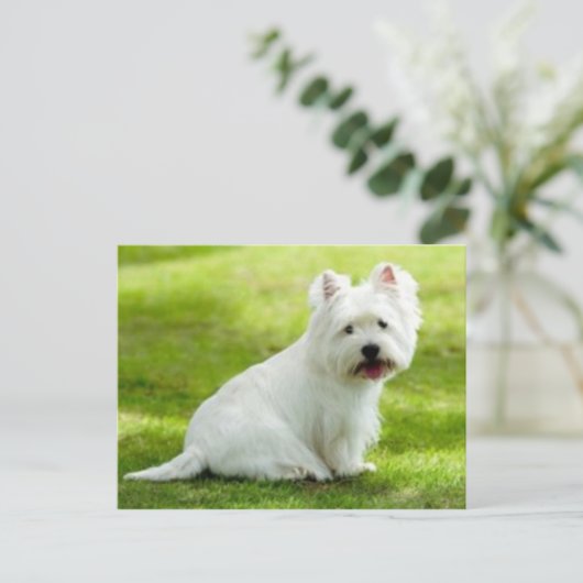 Carte Postale terrier écossais (Debout devant)