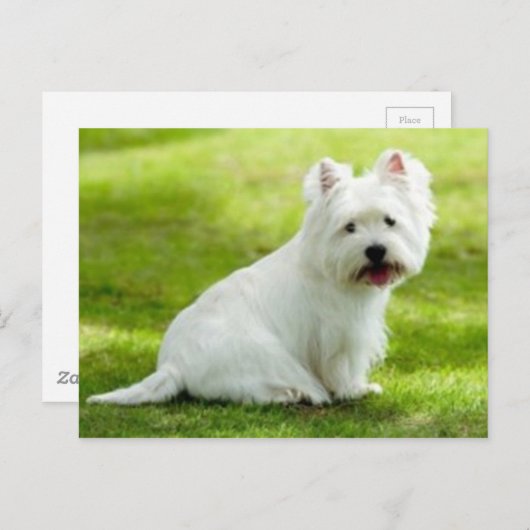 Carte Postale terrier écossais (Devant / Derrière)