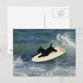 Carte Postale Terrier Écossais en train de surfer (Devant / Derrière)