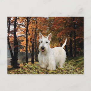 Carte Postale Terrier Écossais Rouquin Automne
