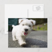 Carte Postale Terrier féminin de l'ouest des hautes terres de di (Devant / Derrière)