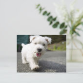 Carte Postale Terrier féminin de l'ouest des hautes terres de di (Debout devant)