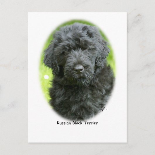 Carte Postale Terrier noir russe (Devant)