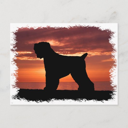 Carte Postale Terrier russe noir (Devant)