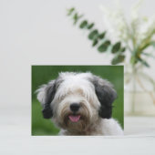 Carte Postale terrier tibétain (Debout devant)