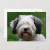 Carte Postale terrier tibétain (Devant / Derrière)