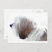Carte Postale Terrier tibétain (Devant / Derrière)