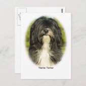 Carte Postale Terrier tibétain (Devant / Derrière)