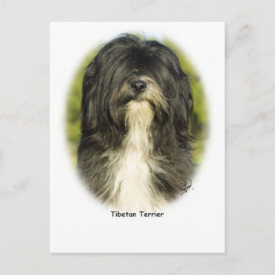 Carte Postale Terrier tibétain