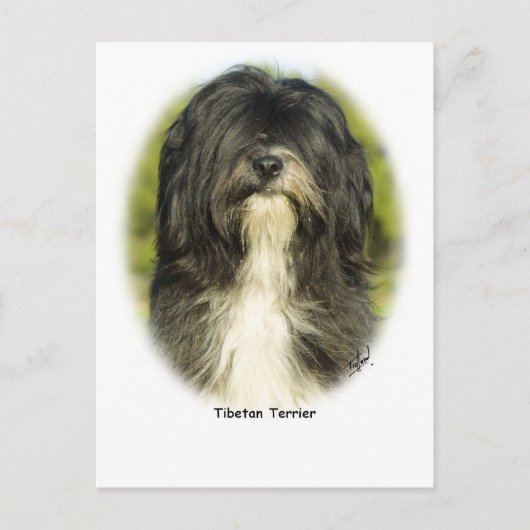 Carte Postale Terrier tibétain (Devant)