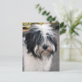 Carte Postale Terrier tibétain (Debout devant)