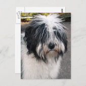 Carte Postale Terrier tibétain (Devant / Derrière)