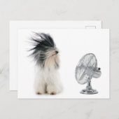 Carte Postale Terrier tibétain et son fan (Devant / Derrière)