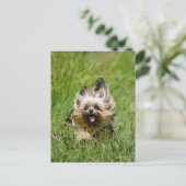 Carte Postale Terrier Yorkshire mignon Traversant L'Herbe (Debout devant)