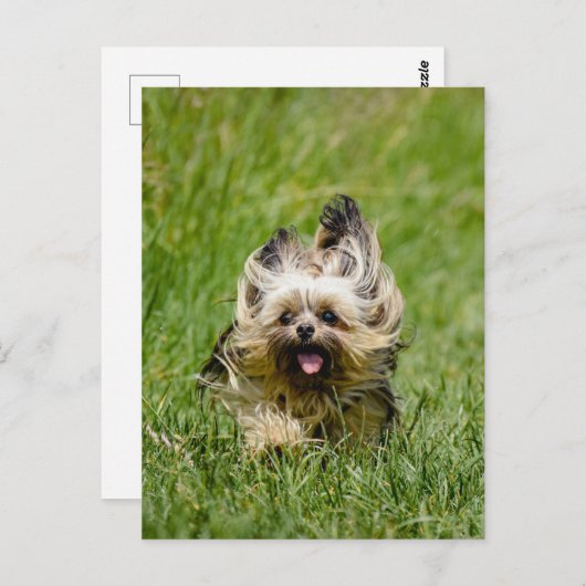 Carte Postale Terrier Yorkshire mignon Traversant L'Herbe (Devant / Derrière)