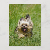 Carte Postale Terrier Yorkshire mignon Traversant L'Herbe (Devant)