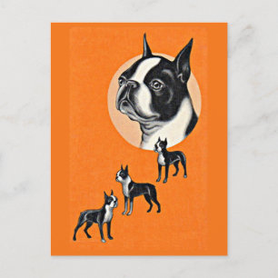 Carte Postale terriers de Boston