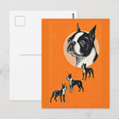 Carte Postale terriers de Boston (Devant / Derrière)