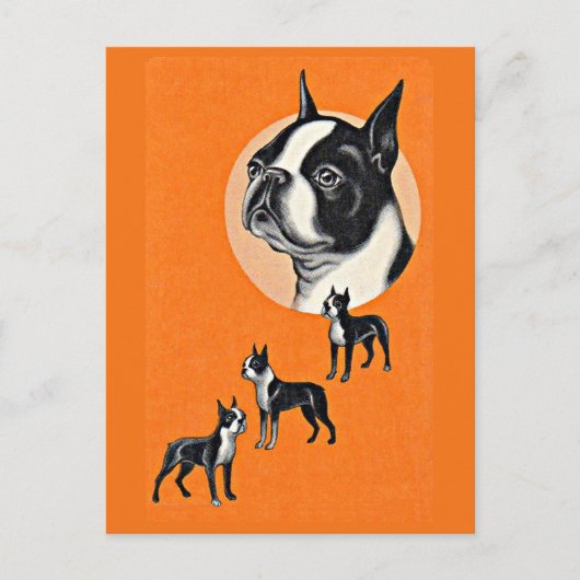 Carte Postale terriers de Boston (Devant)