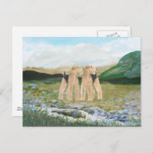 Carte Postale Terriers en Irlande (Devant / Derrière)